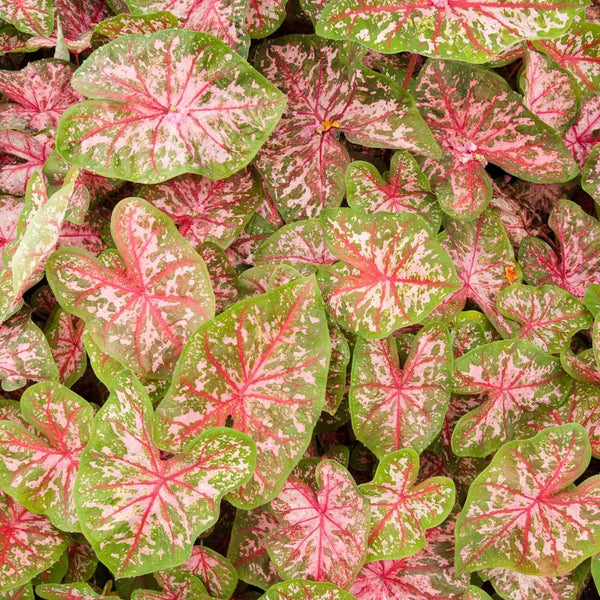Tipos de Caladium