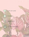 caladium_lucia_care