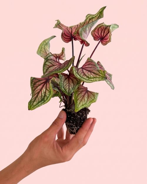 caladium_lucia_mix