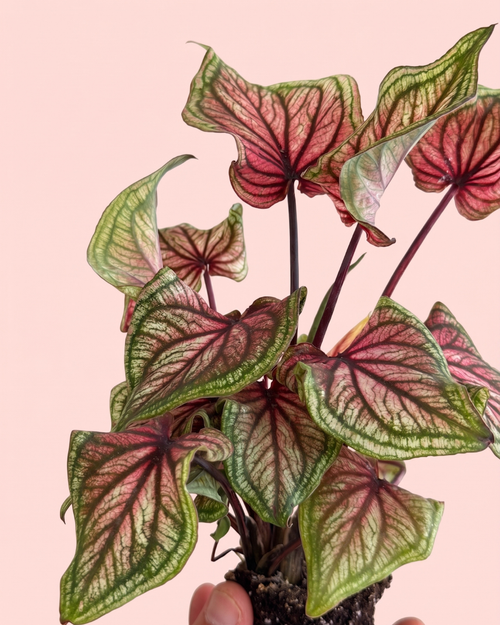 caladium_lucia_mix_detail