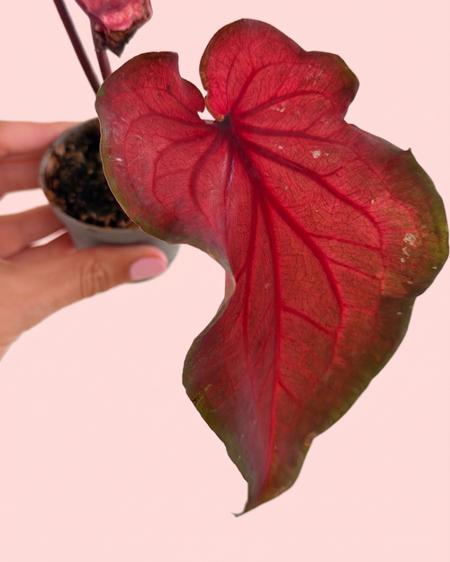 caladium_lucia_mix_detail_2