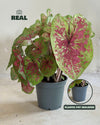 Caladium Miss Muffet M
