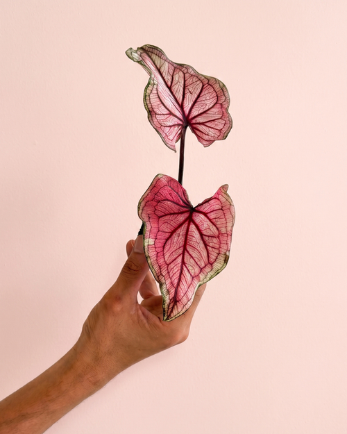 caladium_pink_lucia_mix