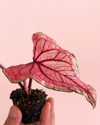 caladium_pink_lucia_mix_detail