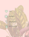 calathea-flamestar-care