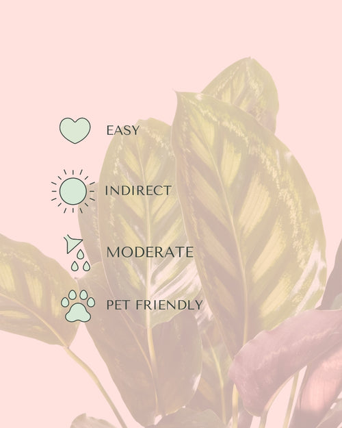 calathea-flamestar-care