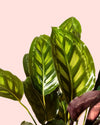 calathea-flamestar-detail