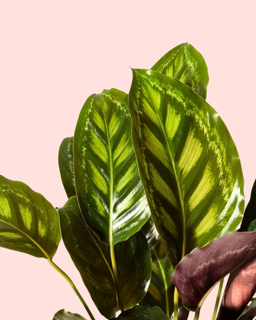 calathea-flamestar-detail
