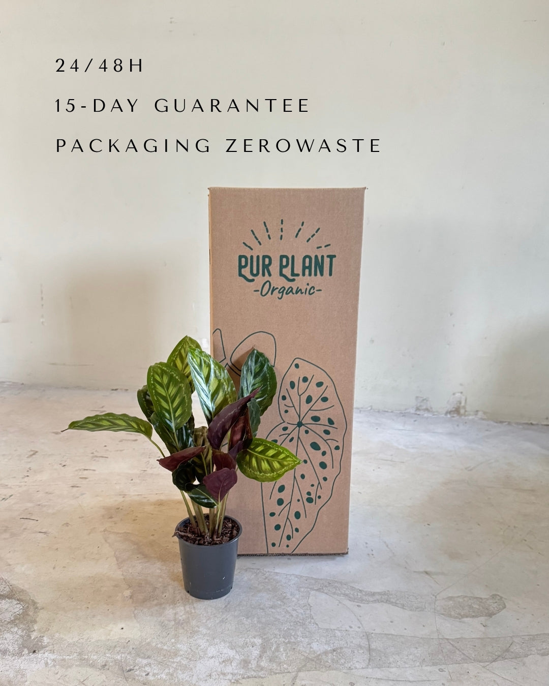 calathea-flamestar-packaging