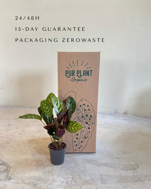 calathea-flamestar-packaging