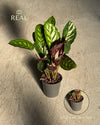 calathea-flamestar-real