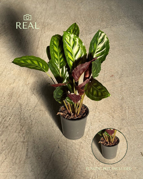 calathea-flamestar-real