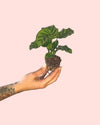 Calathea Freddie Mini - Pur Plant
