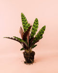 Calathea Lancifolia M