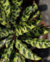 Calathea Lancifolia M - Pur Plant
