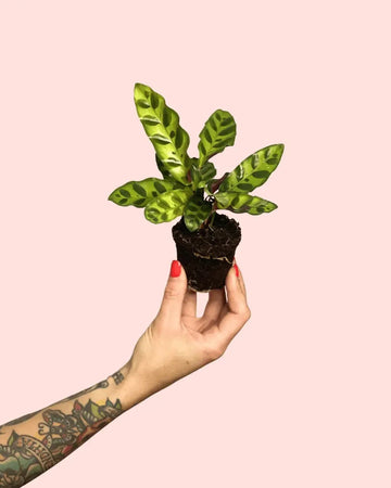 Calathea Lancifolia Mini