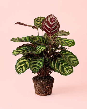 Calathea Makoyana M