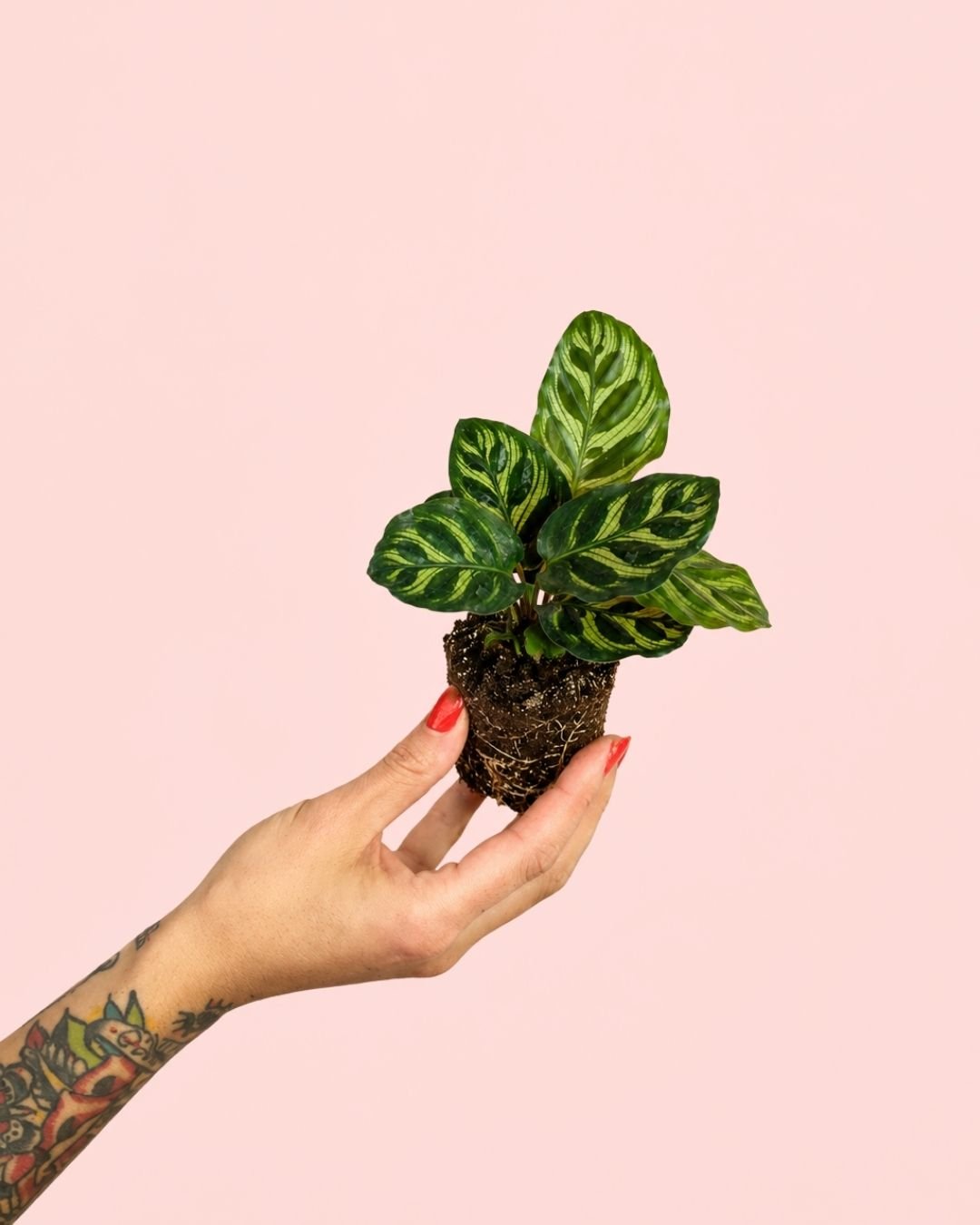 Calathea Makoyana Mini - Pur Plant