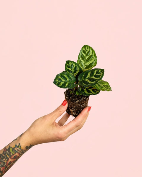 Calathea Makoyana Mini