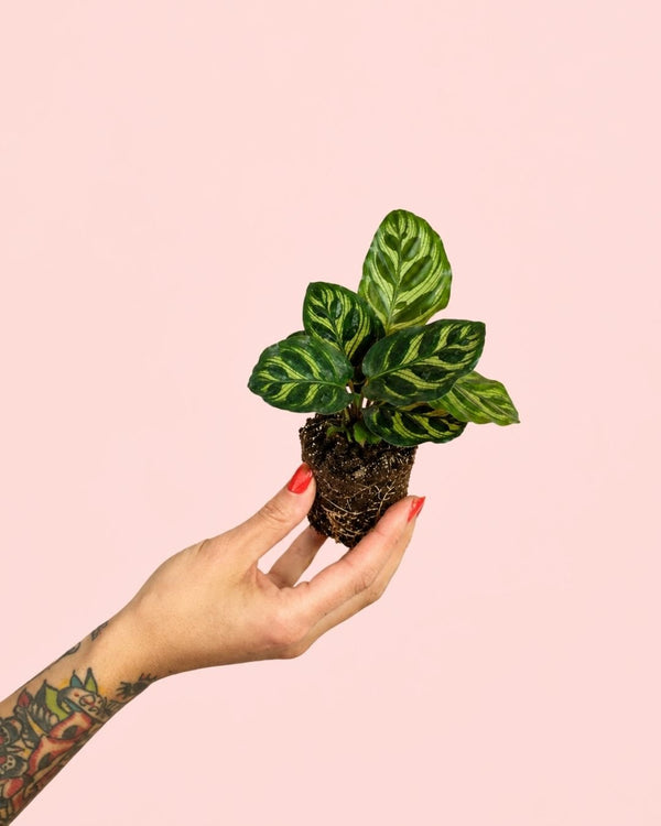 Como Cuidar da Calathea Makoyana