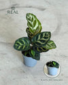 Calathea Makoyana Mini - Pur Plant