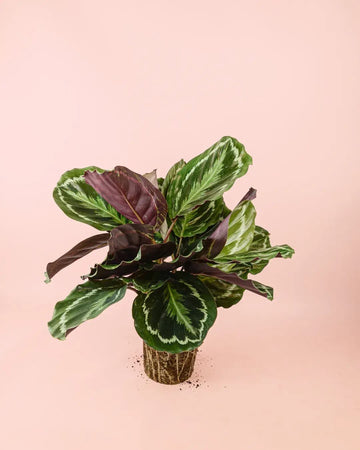 Calathea Medallion M
