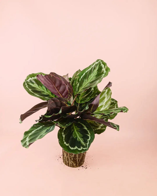 Como Cuidar da Calathea Medallion