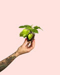 Calathea Network Mini