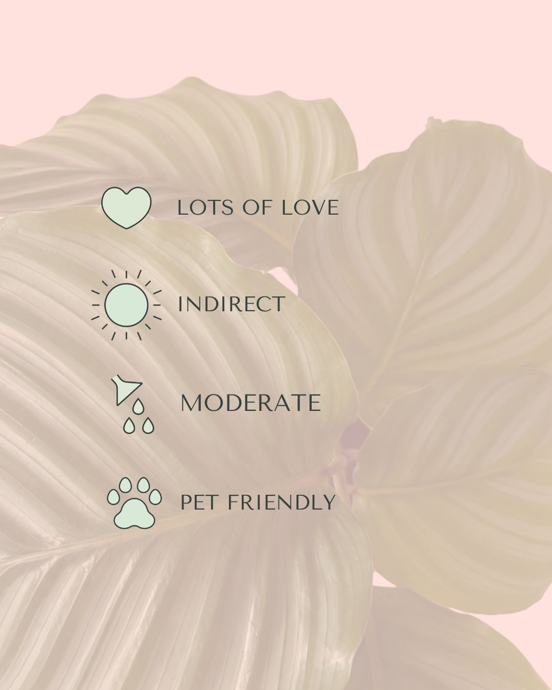 Calathea Orbifolia M - Care - Pur Plant