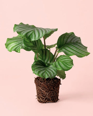 Calathea Orbifolia M