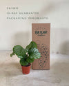 Calathea Orbifolia M - Box - Pur Plant