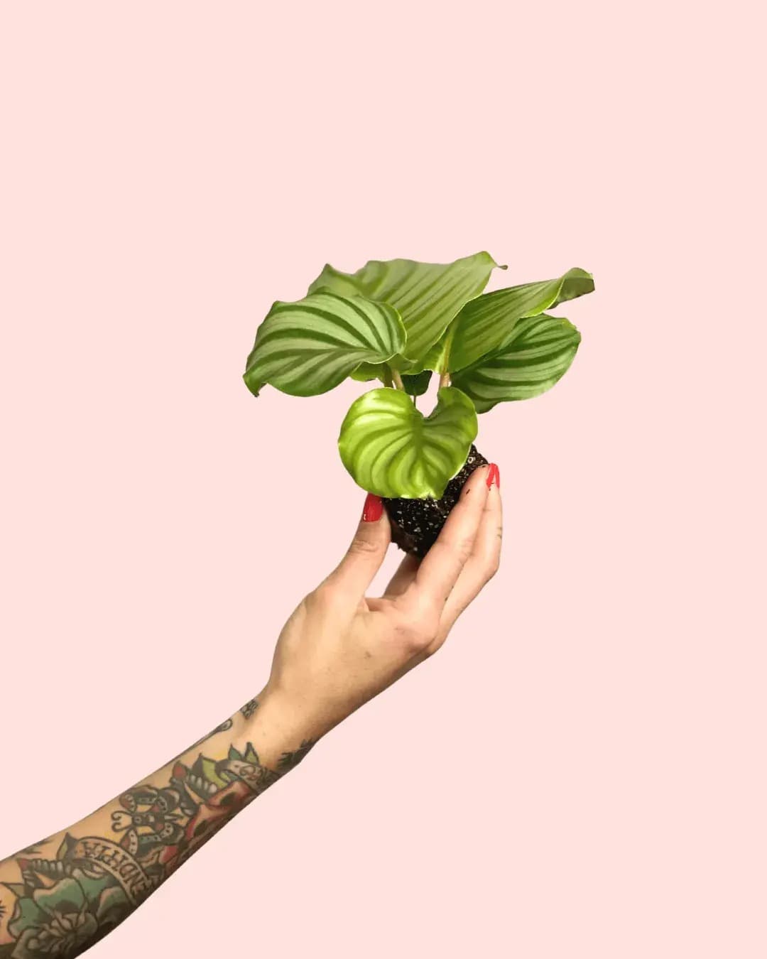 Calathea Orbifolia Mini - Pur Plant