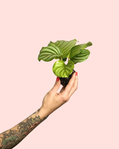 Calathea Orbifolia Mini