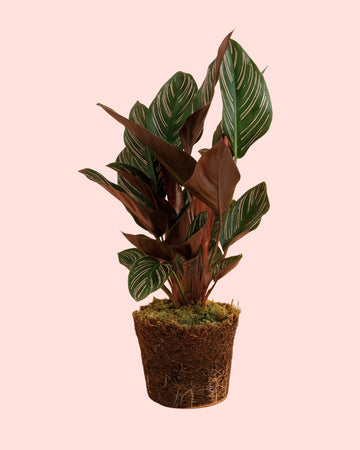 Calathea Ornata M