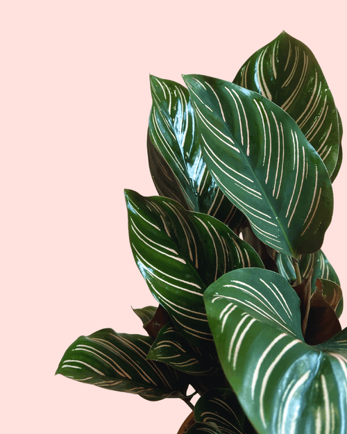 Calathea Ornata M - Pur Plant