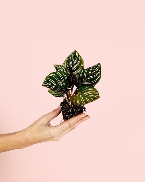 Como Cuidar da Calathea Ornata