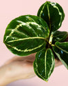 Calathea Roseopicta Green Mini - Pur Plant