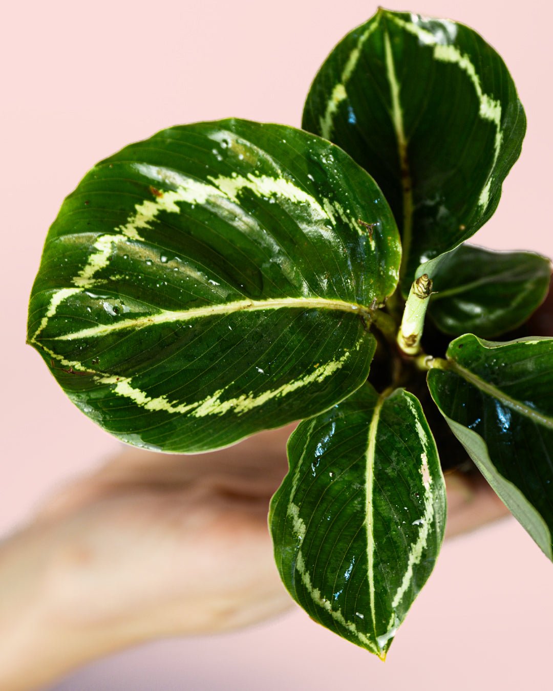 Calathea Roseopicta Green Mini - Pur Plant