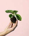 Calathea Roseopicta Green Mini - Pur Plant