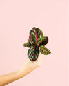 Calathea Roseopicta Mini - Pur Plant