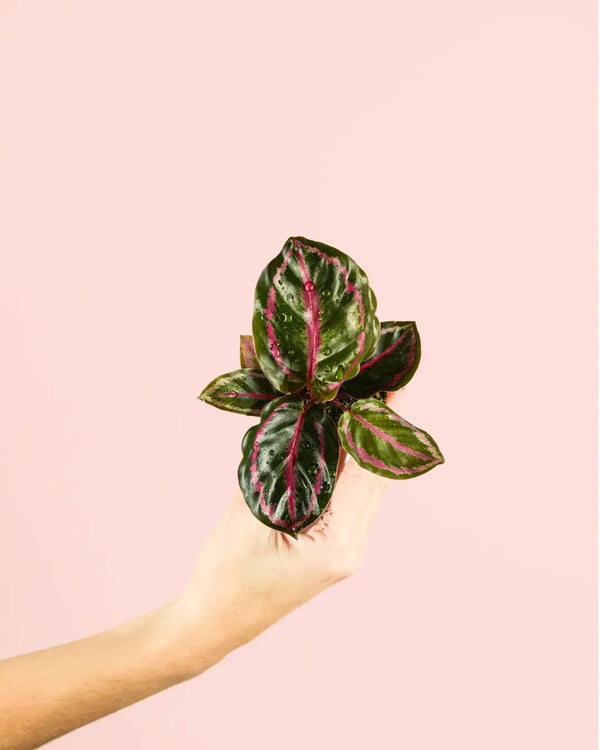 Como Cuidar da Calathea Roseopicta