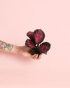 Calathea Roseopicta Rosy Mini - Pur Plant