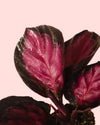Calathea Roseopicta Rosy Mini - Pur Plant