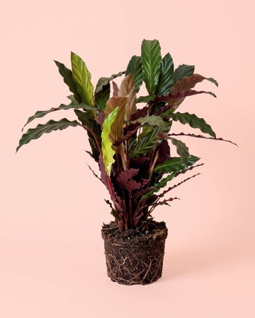 Calathea Rufibarba L