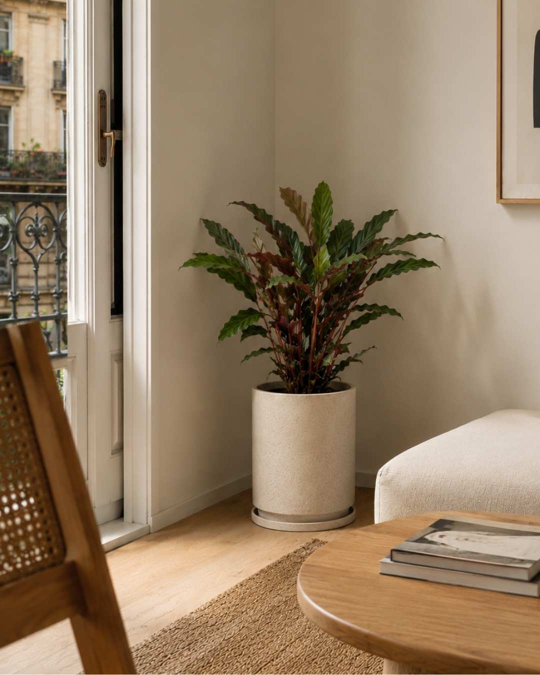 Calathea Rufibarba L - Pur Plant