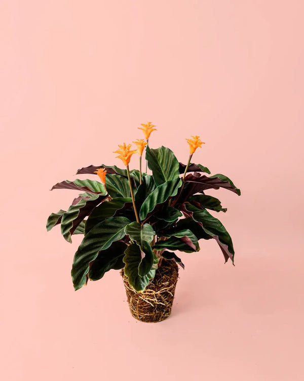 Como Cuidar da Calathea Crocata