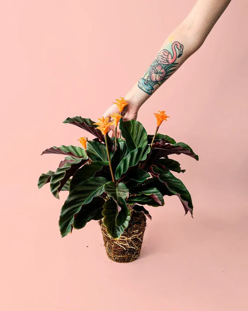 Calathea Tassmania M - Pur Plant