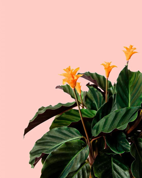 Calathea Tassmania M - Pur Plant