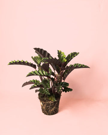 Calathea Velvet Glory M