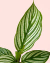 Calathea Vittata Mini - Pur Plant